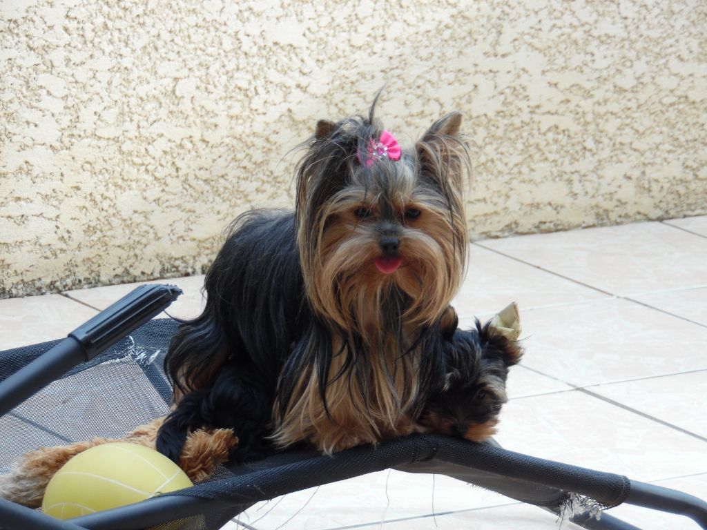 Noisette (Sans Affixe)