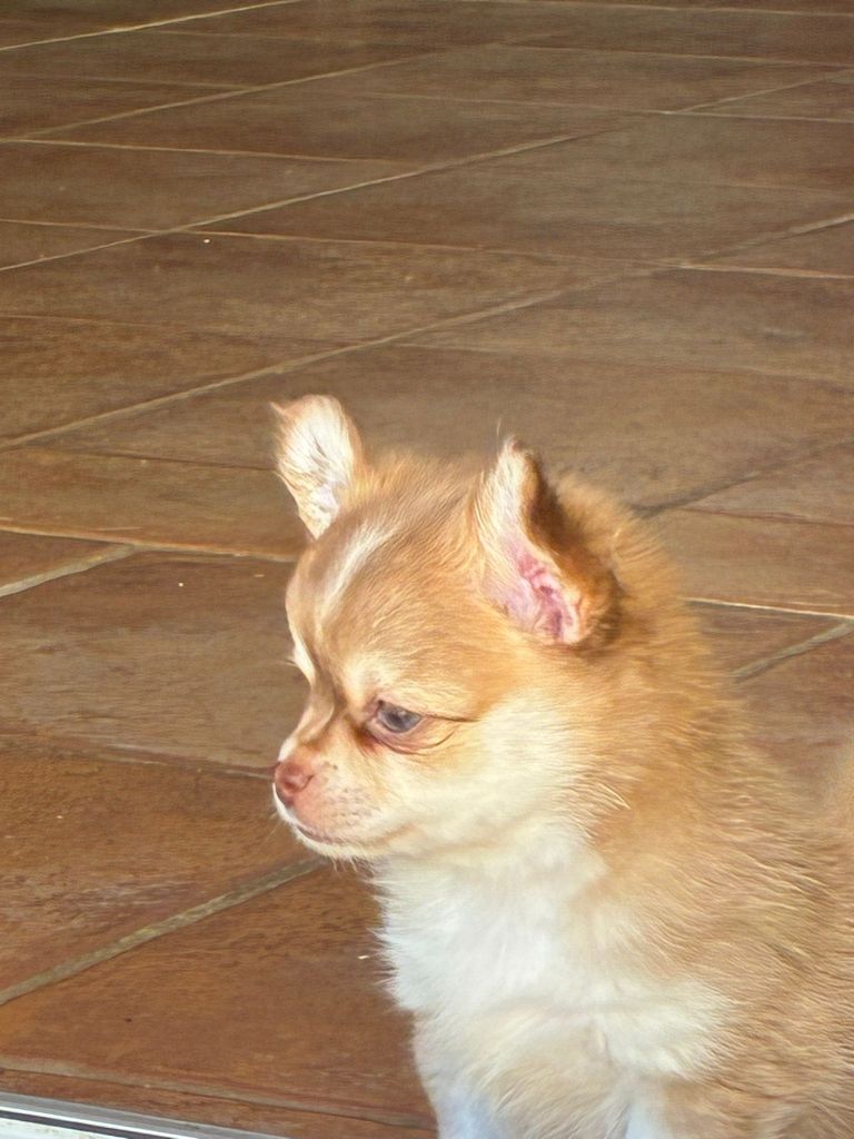 chiots chuihuahua lof bientot disponibles à l'élevage