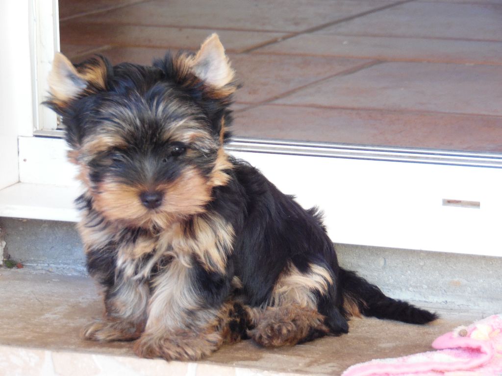 Du mail des Oliviers  - Yorkshire Terrier - Portée née le 23/05/2019