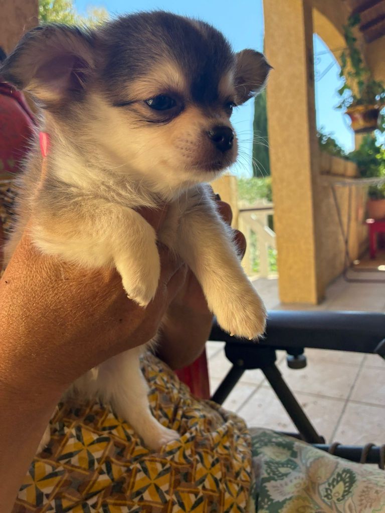 Du mail des Oliviers  - Chiots disponibles - Chihuahua