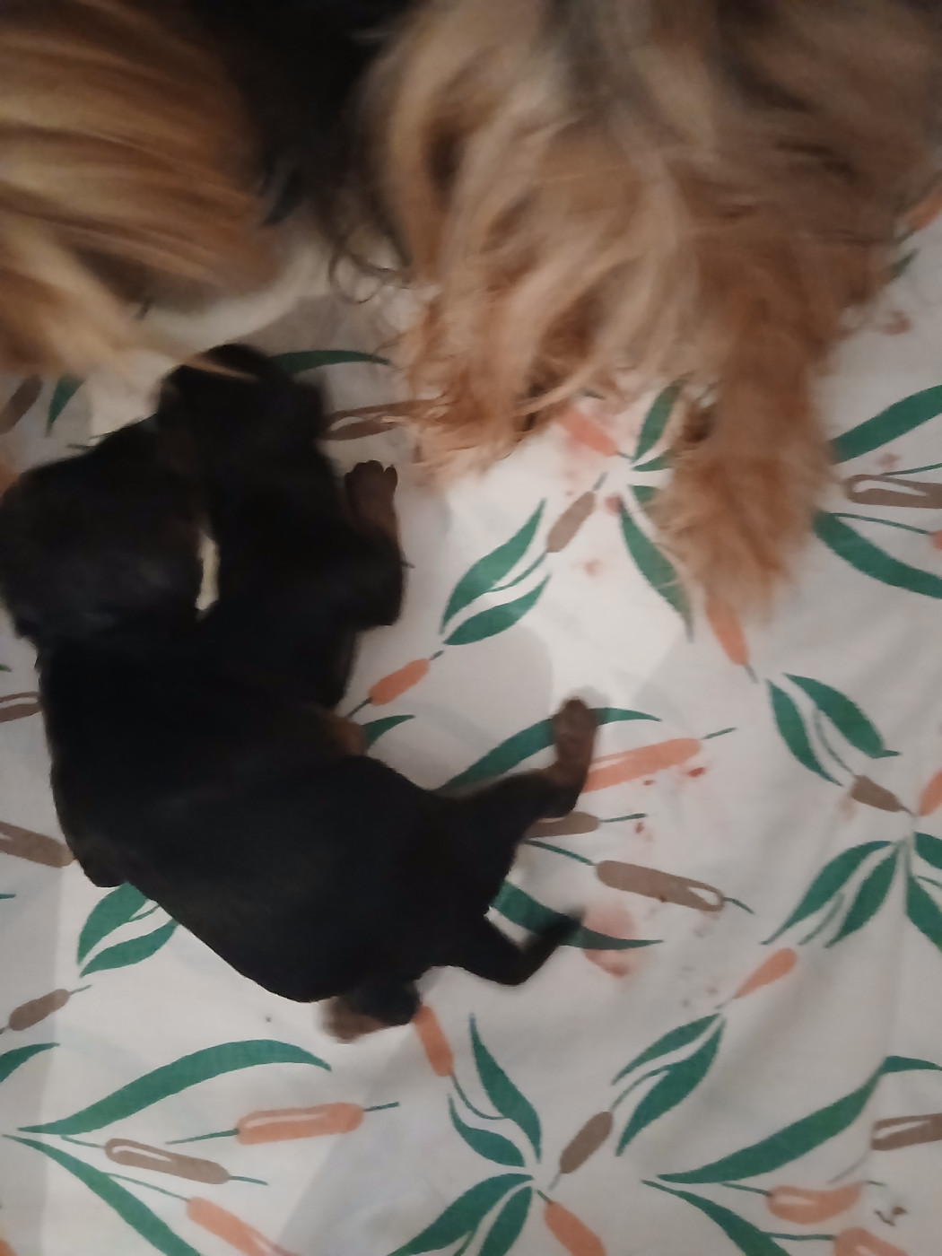 Du mail des Oliviers  - Yorkshire Terrier - Portée née le 03/08/2026