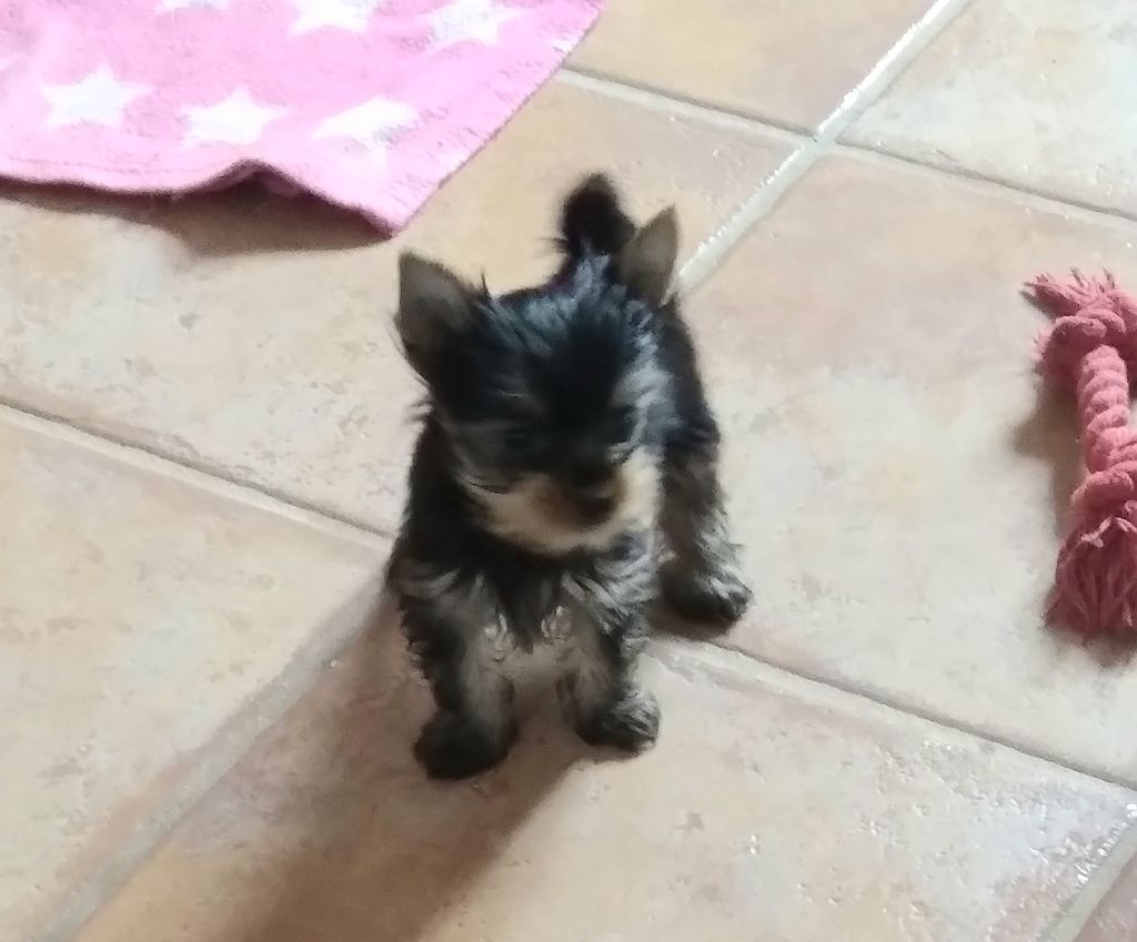 Du mail des Oliviers  - Yorkshire Terrier - Portée née le 27/09/2023