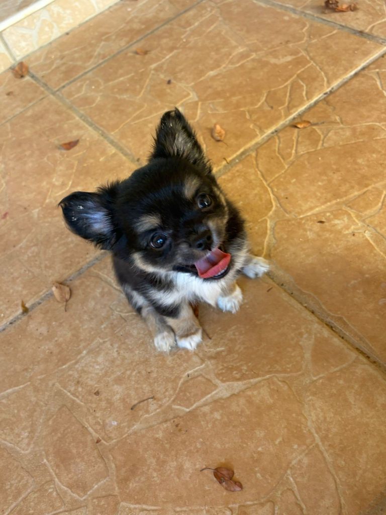 Du mail des Oliviers  - Chiots disponibles - Chihuahua
