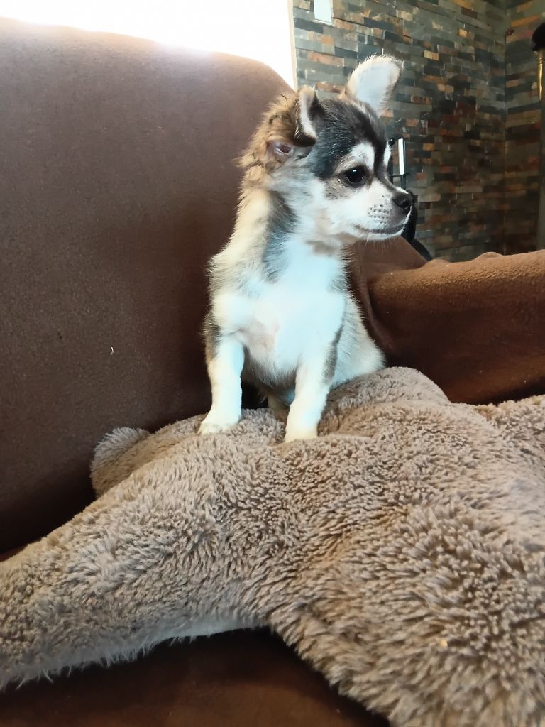 Du mail des Oliviers  - Chihuahua - Portée née le 26/05/2025