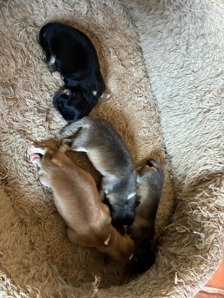 Du mail des Oliviers  - Chiots disponibles - Chihuahua